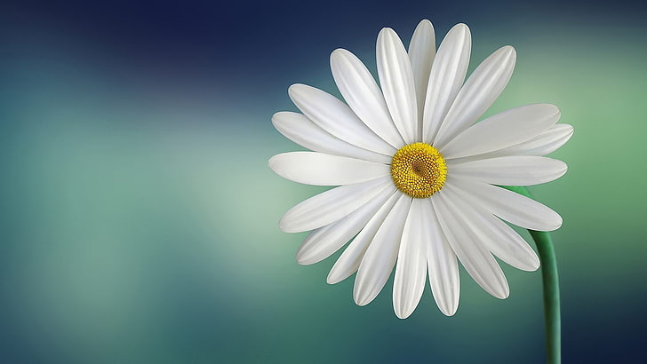 Marguerite Daisy, flower, flowering plant, freshness, beauty in nature, HD wallpaper