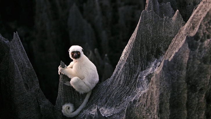 lemur, madagascar, edge, stone forest, tsingy de bemaraha national park, HD wallpaper