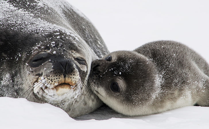 Cute Baby Seal Kiss, two black-and-white seals, Animals, Nature, HD wallpaper
