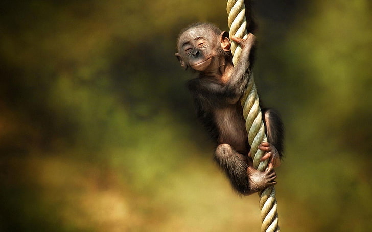 monkey, rope, animal, primate, ape, nature, mammal, forest, tropical Rainforest, HD wallpaper