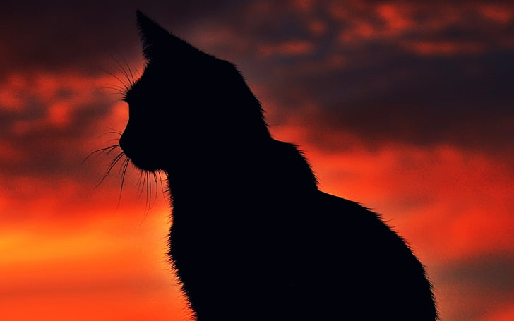 silhouette photography of cat, sunset, animals, one animal, orange color, HD wallpaper