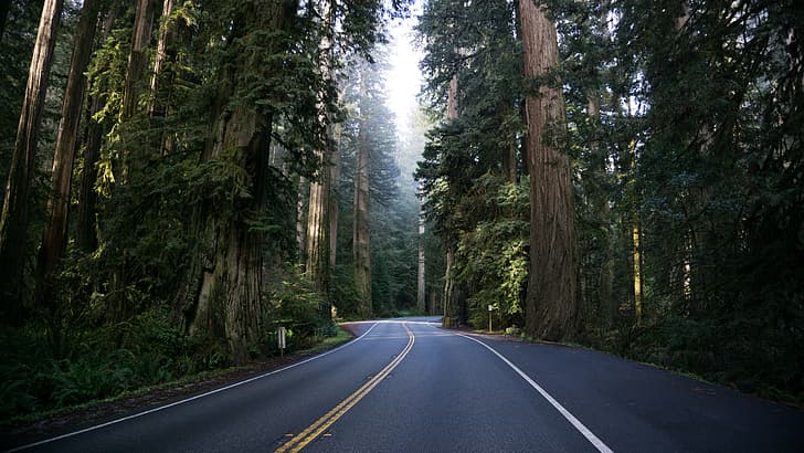 nature, trees, forest, redwood, road, mist, grass, plants, USA, HD wallpaper