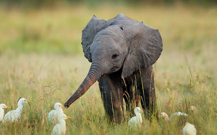 gray elephant and flock of birds, nature, animals, playing, grass