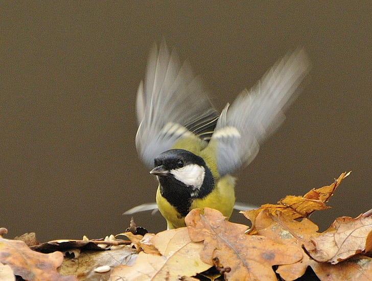 green and black bird on brown dried leaves, great tit, great tit