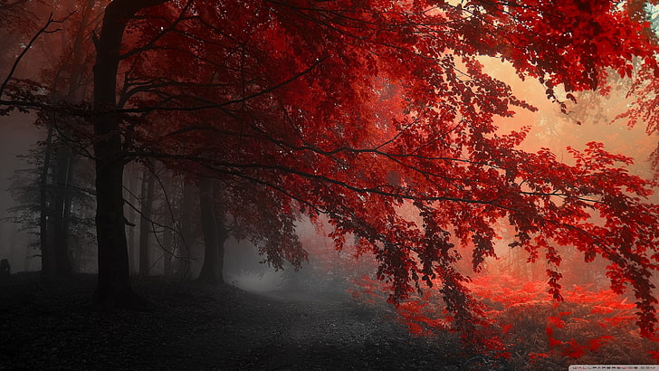 red leaf trees, landscape, plants, nature, autumn, beauty in nature, HD wallpaper