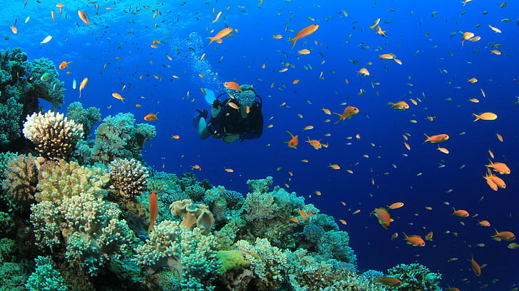 diver, diving, fish, ocean, scuba, sea, underwater