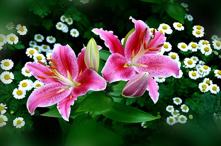 pink and white flowers, nature, pink flowers, lilies, digital art