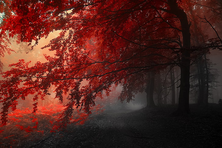 red leafed tree, autumn, fog, landscape, road, trees