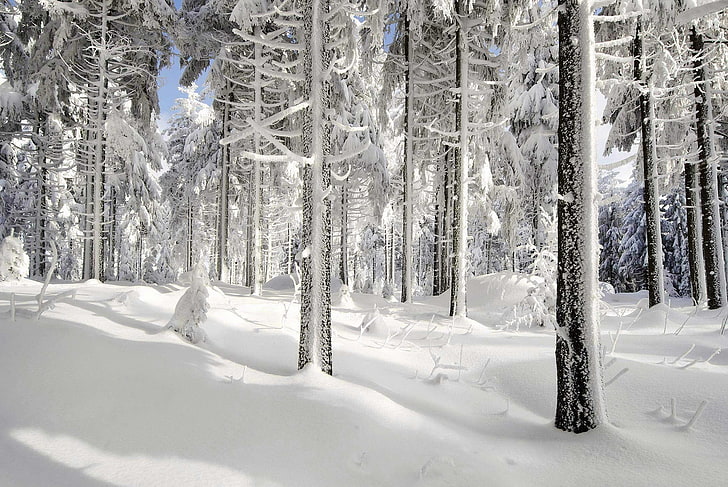 snow, ice, winter, nature, trees, forest, sunlight, white, cold temperature