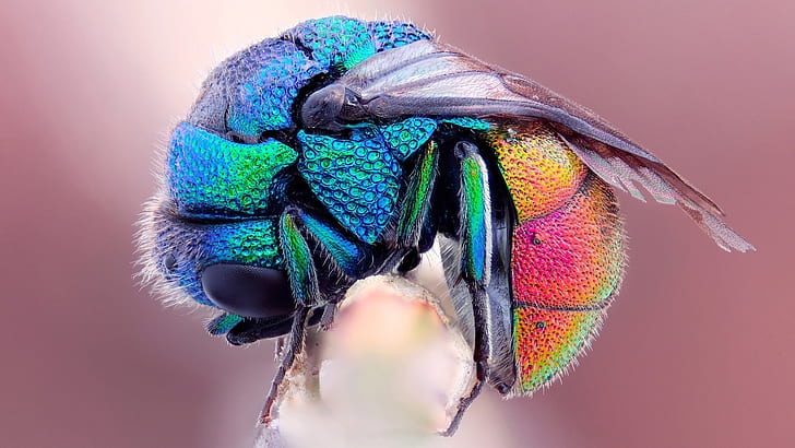 The colorful colors of the flies
