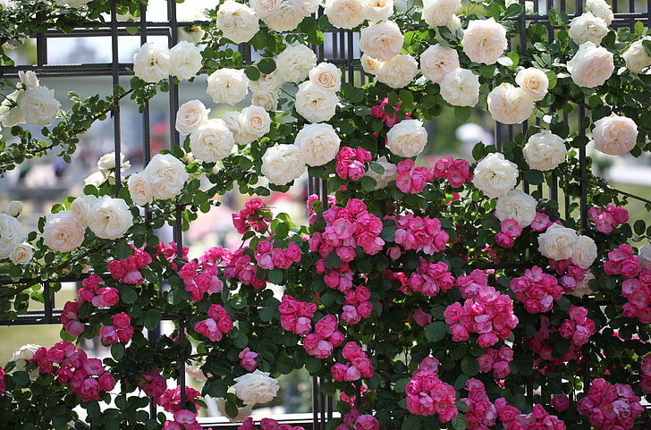 red-and-pink petaled flowers, roses, different, fence, green