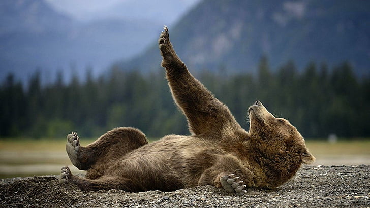 alaska, wild animal, bear, cute, grizzly, sweet, enjoy, lie, HD wallpaper