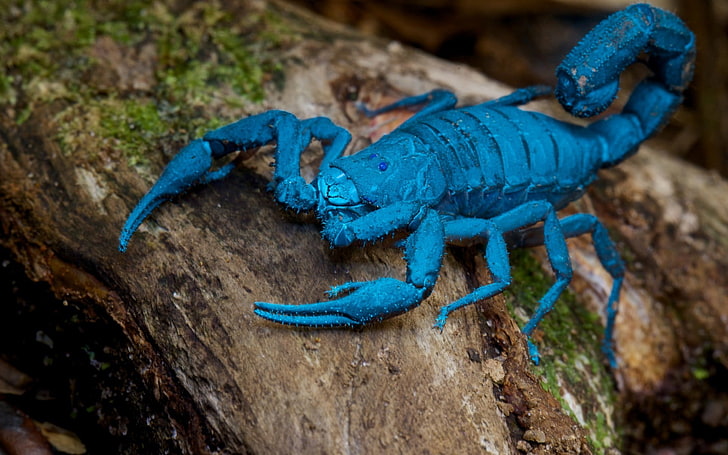 macro shot photography of blue scorpion, scorpions, animal themes