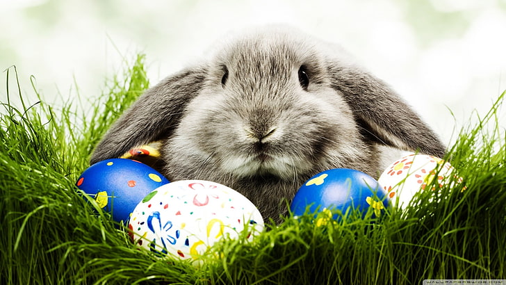 gray rabbit, animals, rabbits, Easter, eggs, grass, easter egg, HD wallpaper