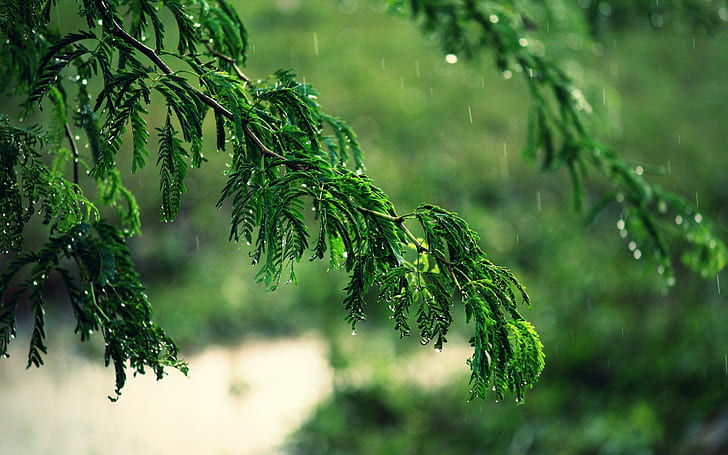 rain, trees, plant, green color, growth, coniferous tree, nature, HD wallpaper