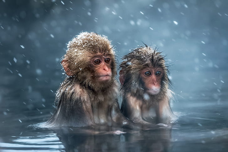 animals, look, water, snow, macaques, wool, bathing, monkey