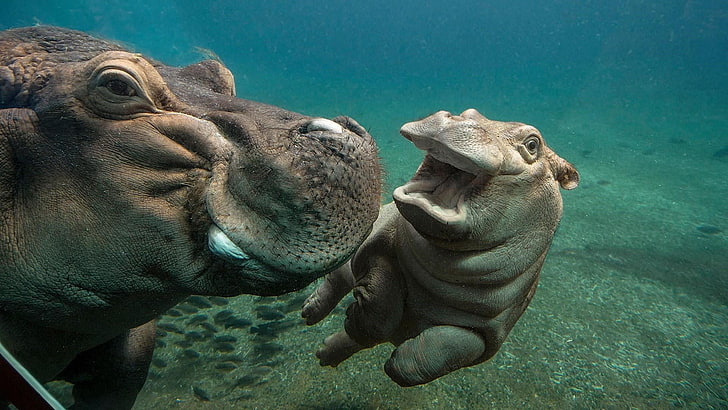 hippopotamus, baby, mammal, terrestrial animal, underwater, HD wallpaper