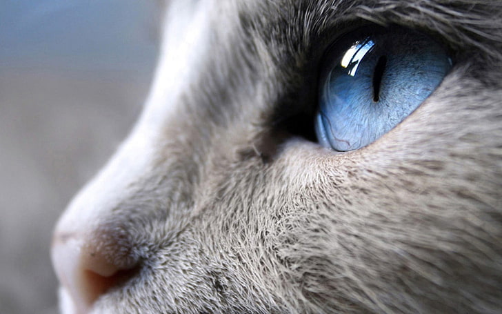 gray cat, nature, blue eyes, animals, animal themes, animal body part, HD wallpaper