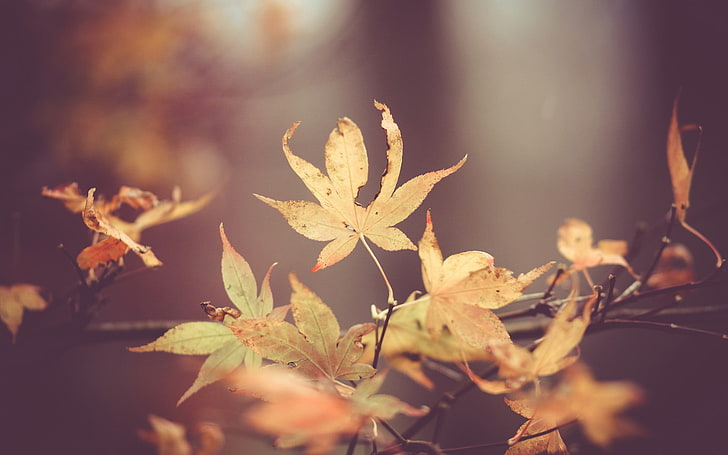 brown leaves, nature, macro, plants, autumn, leaf, season, tree, HD wallpaper