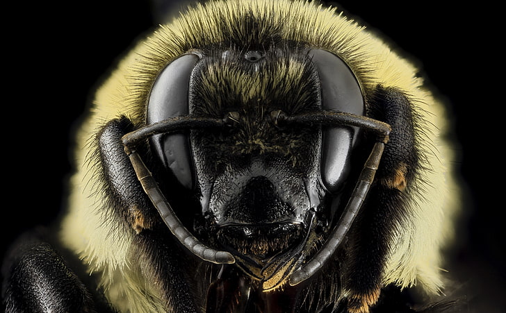 Bombus Griseocollis Brown-belted Bumblebee Head, Animals, Insects, HD wallpaper