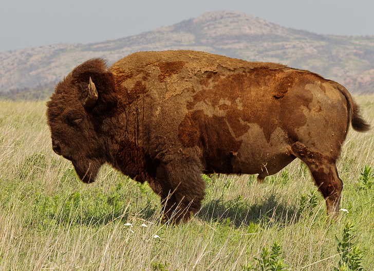 brown bison, buffalo, animals, nature, world map, animal themes, HD wallpaper