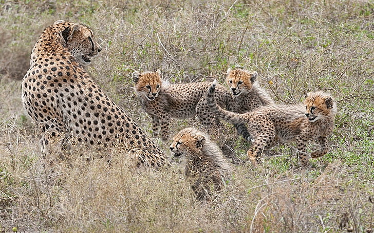 Cheetahs family, cubs, motherhood, tiger and 4 cubs, HD wallpaper