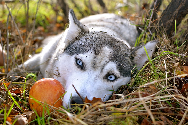 adult grey and white Siberian husky, autumn, Wallpaper, Apple