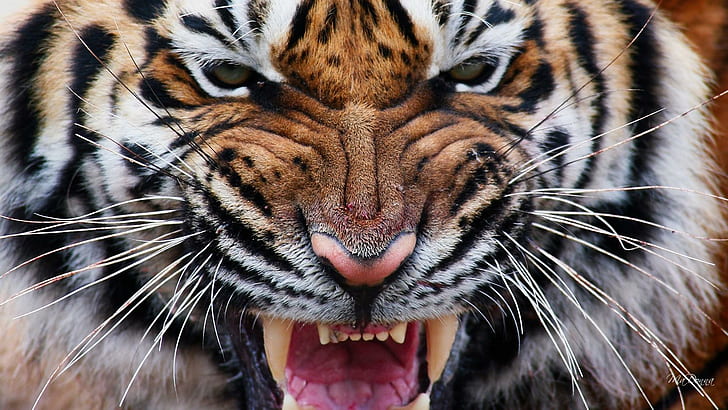 Tiger Eyes Iv, tiger animal, fierce, ferocious, wild, stripe, HD wallpaper