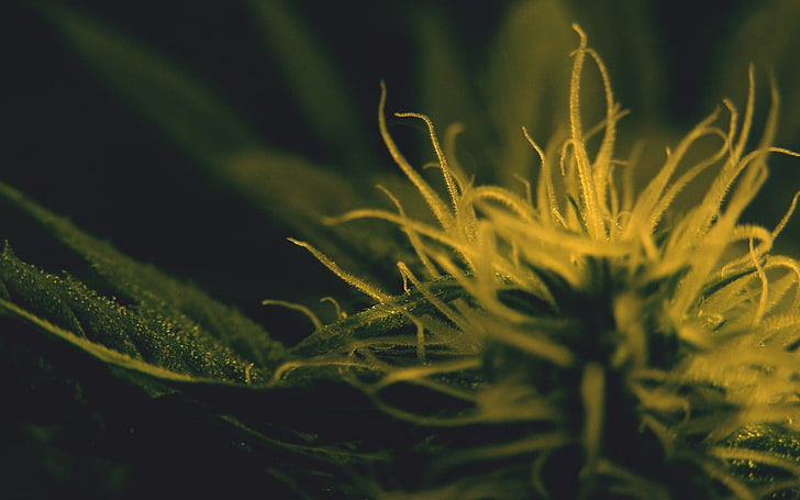 macro photography of yellow flower, cannabis, green, plants, growth, HD wallpaper