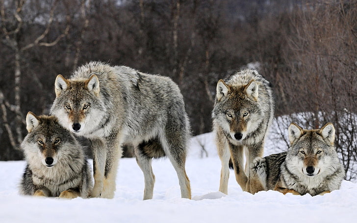 four gray wolves, winter, look, snow, predator, pack, beast, gray Wolf, HD wallpaper