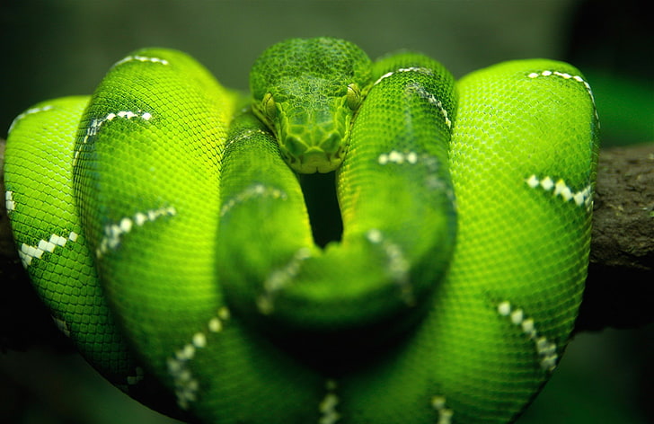 animals, snake, Boa constrictor, reptile, green color, animal themes