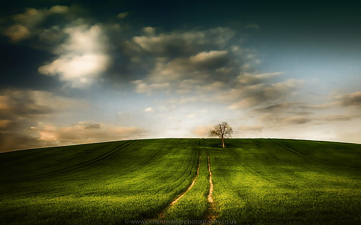 photo of green grass field and one tree, Spring, clouds, crop, HD wallpaper