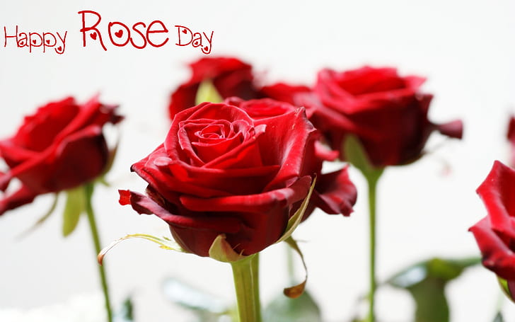 HD wallpaper: Happy Rose Day Wallpapers Photos | Wallpaper Flare