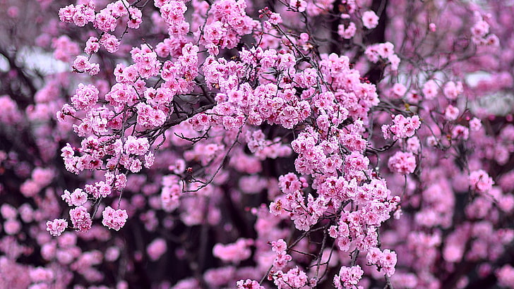blossom, flowering plant, freshness, beauty in nature, growth, HD wallpaper