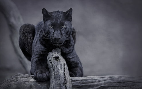 Page 12 | Animal Wallpaper Black Panther Images - Free Download on Freepik