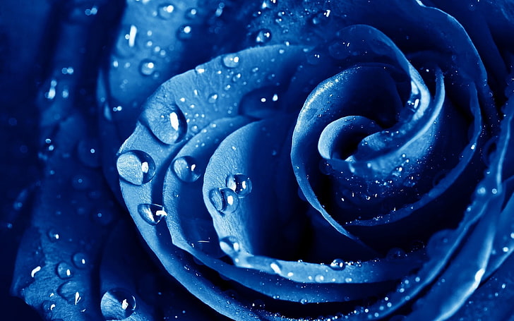 HD wallpaper: blue rose, petals, drops, dew, dark, unusual, nature,  close-up | Wallpaper Flare