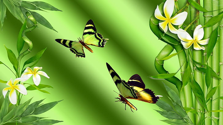 Bamboo Butterflies, firefox persona, shiny, plumeria, frangipani, HD wallpaper