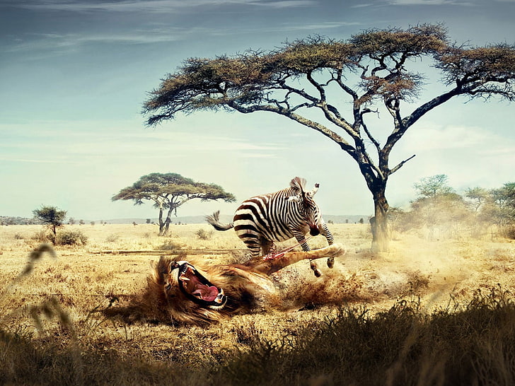 Zebra Eating A Lion, zebra and lion illustration, Animals, mammal, HD wallpaper