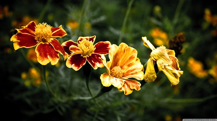 two yellow and red petaled flowers, marigolds, nature, plants