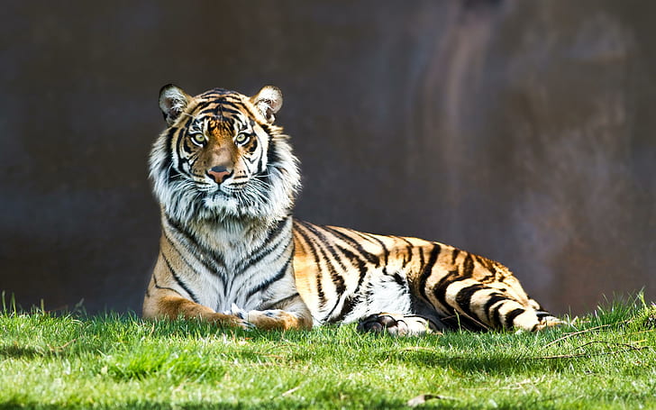 Tiger Staring, tigers, HD wallpaper