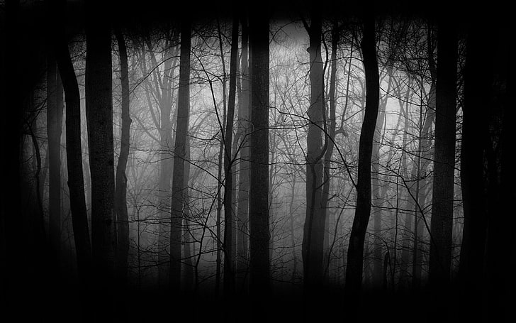 HD wallpaper: creepy, Dark, Evil, horror, scary, spooky, tree, forest,  plant | Wallpaper Flare