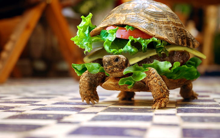 Funny Turtle Burger, HD wallpaper