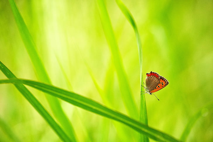 selective photography of orange and black butterfly on green leaf plant