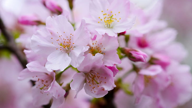 pink cherry blossom in closeup photography, yoshino cherry, yoshino cherry