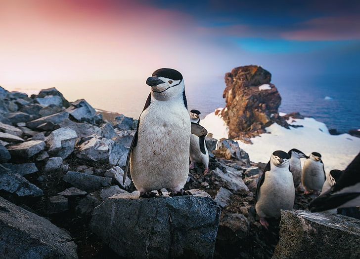 wildlife, animals, penguins, rock - object, bird, animal themes, HD wallpaper