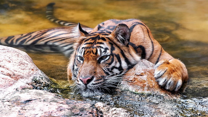 tiger, wildlife, mammal, terrestrial animal, water, big cat, HD wallpaper