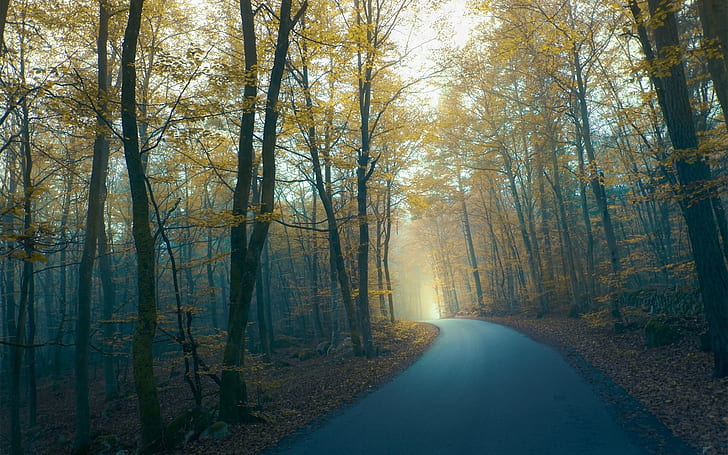 Road, forest, trees, fog, morning, autumn