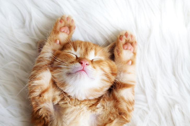 animals, cats, color, ginger, kittens, sleep, wallpapers