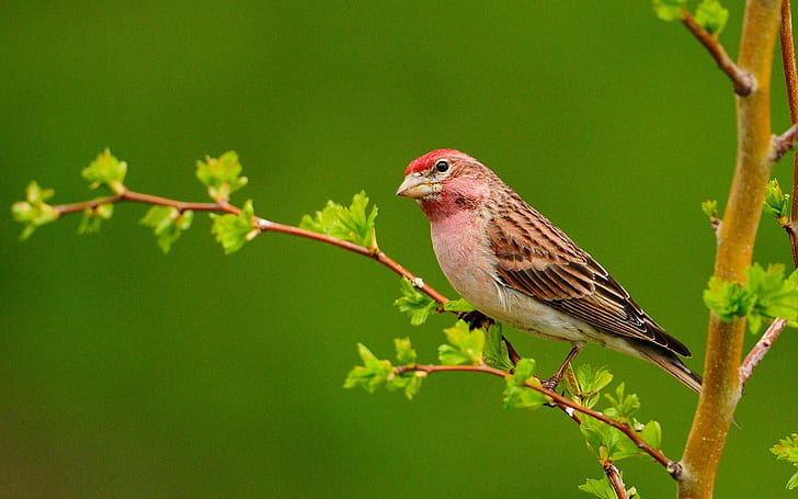 Bird on the branch green background