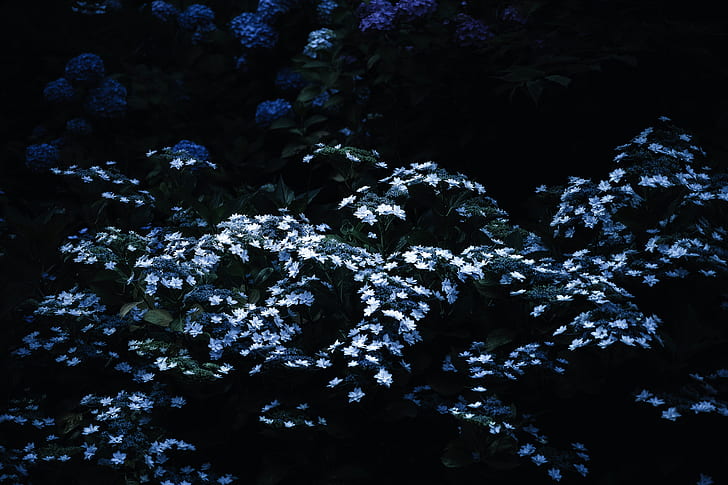flower, dark, plants, blue, white flowers, black